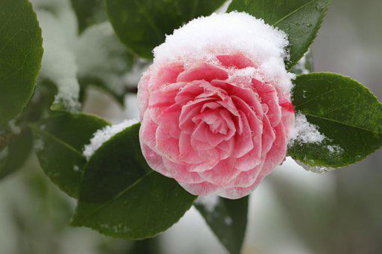 camelia in inverno