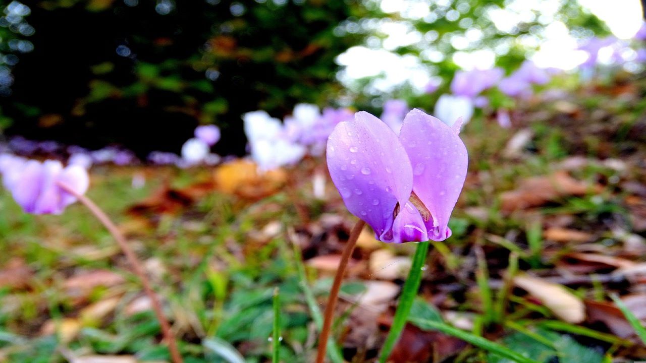 ciclamino in inverno