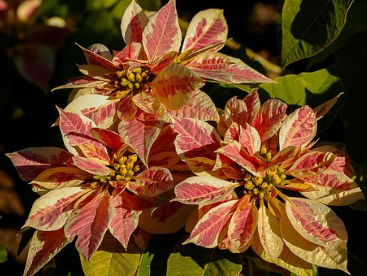 stella di natale in giardino