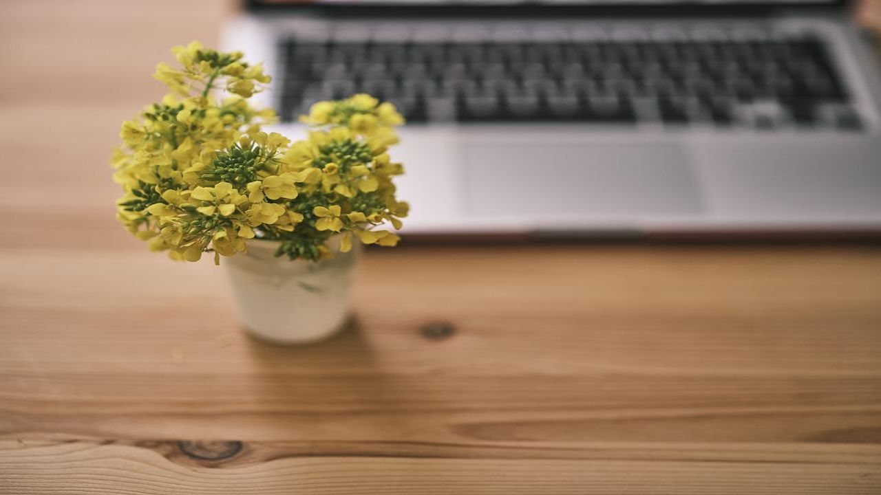 ufficio con pianta fiore