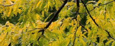 ailanto in autunno