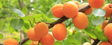 alberi da frutto con raccolto