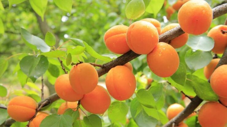 alberi da frutto con raccolto