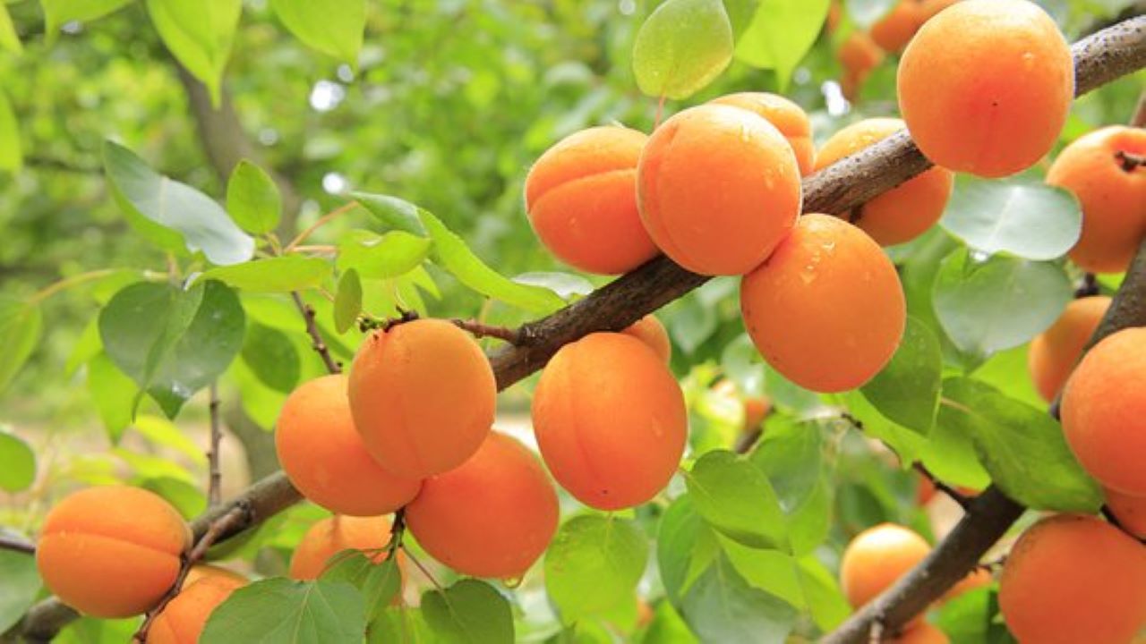 alberi da frutto con raccolto