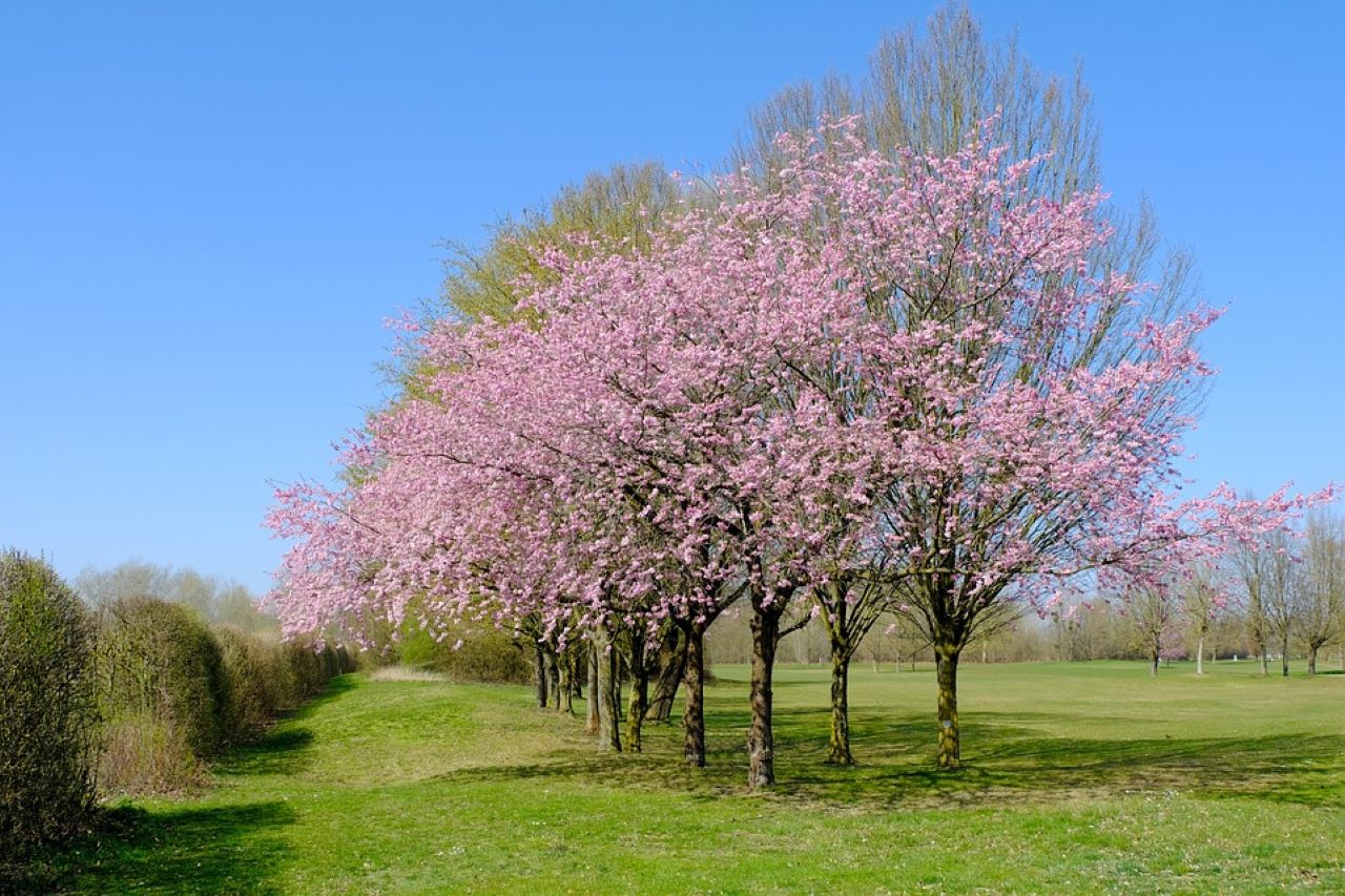 alberi da frutto in fiore