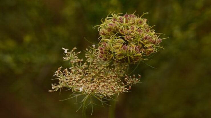 fiore di carota selvatica