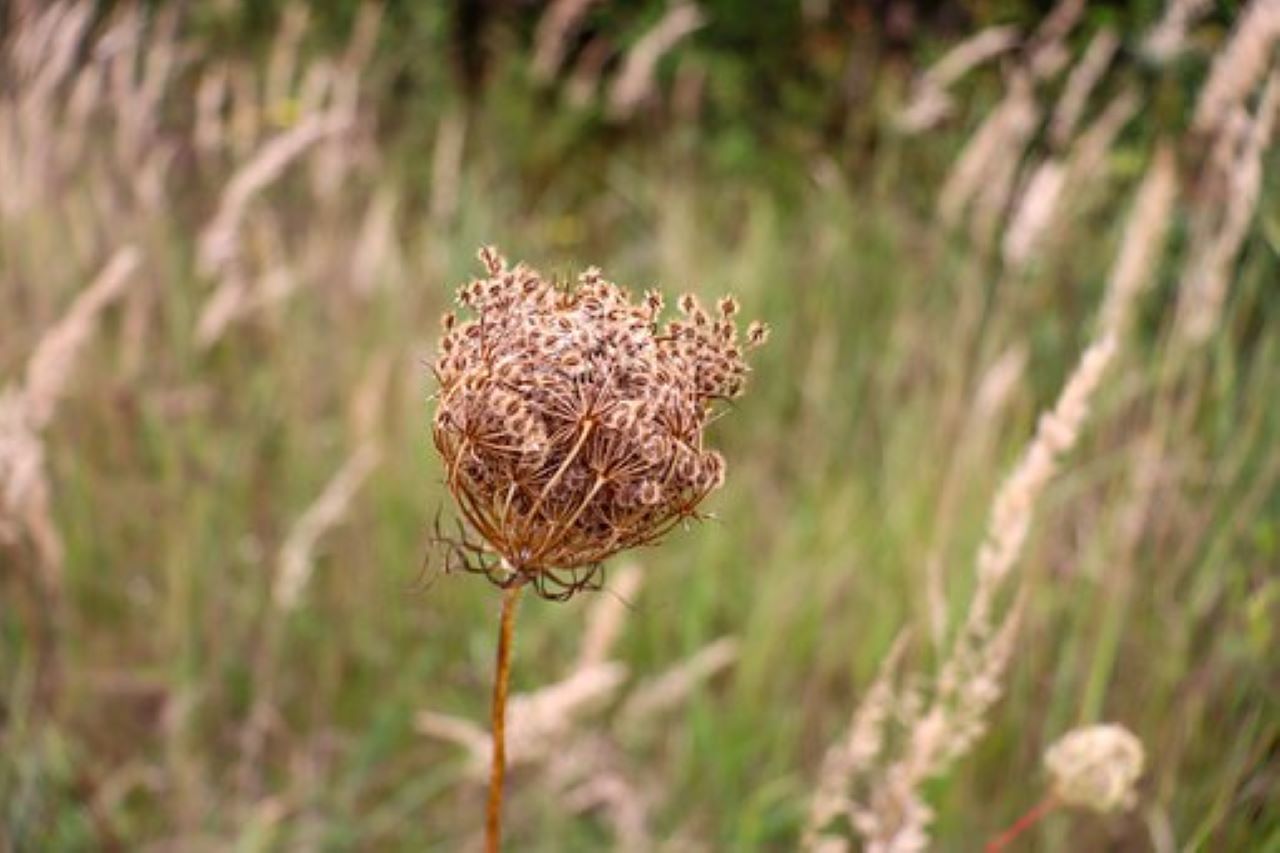 fiore con semi di carota selvatica