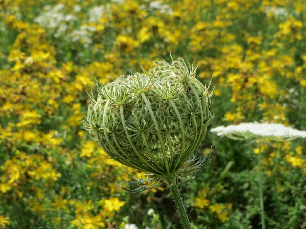 carota selvatica non sbocciata