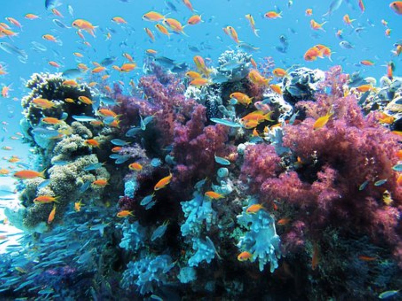 coralli trapiantati