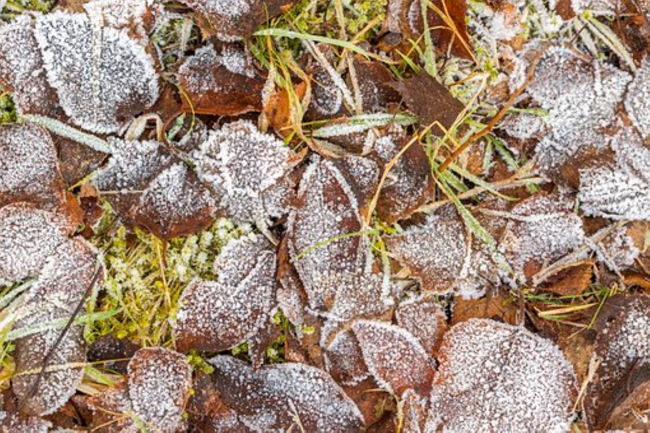 gelate di Dicembre