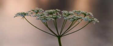 fiore finocchietto selvatico