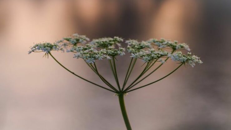 fiore finocchietto selvatico