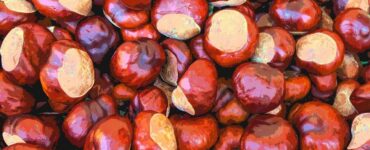 Castagne