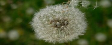 soffione con semi