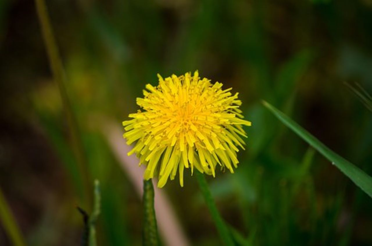 fiore di soffione