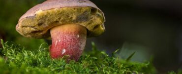 funghi e il loro linguaggio