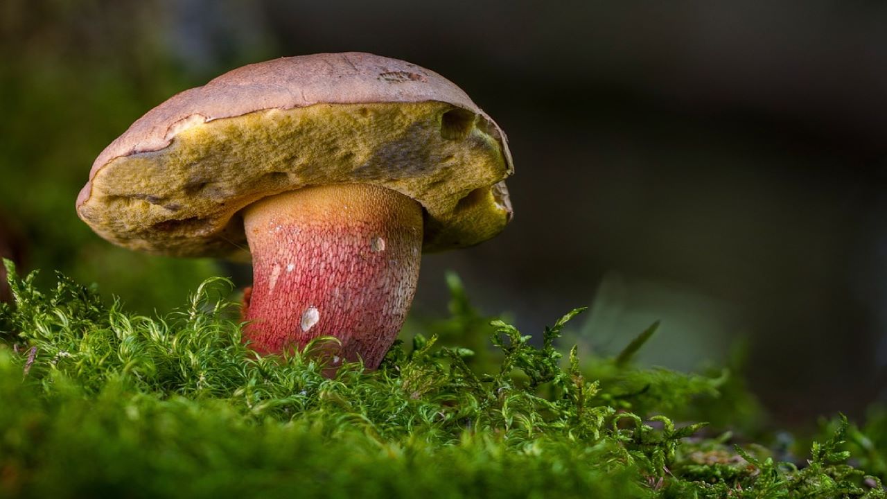 funghi e il loro linguaggio