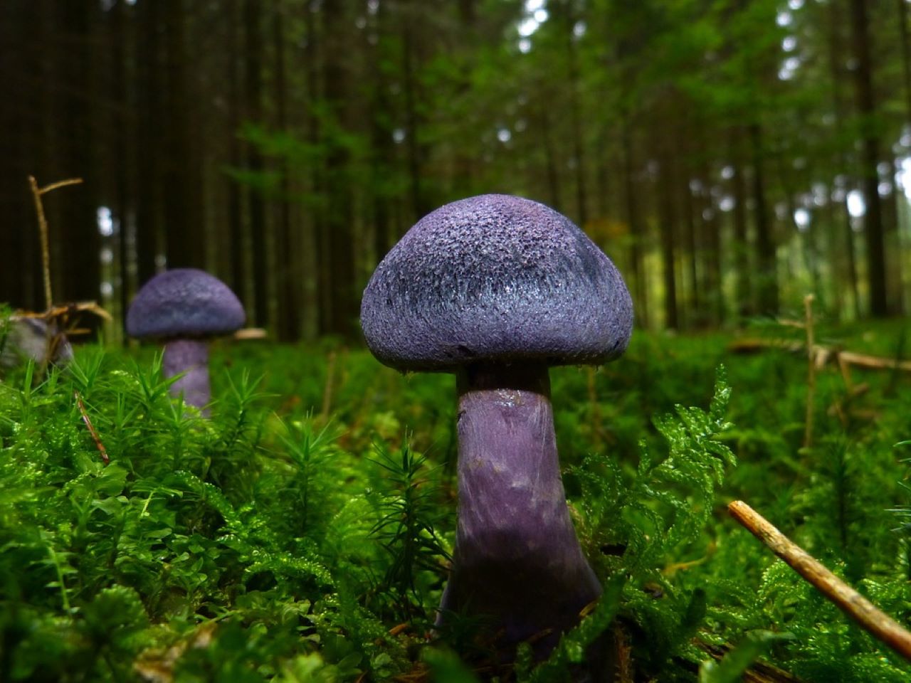 linguaggio del sottobosco