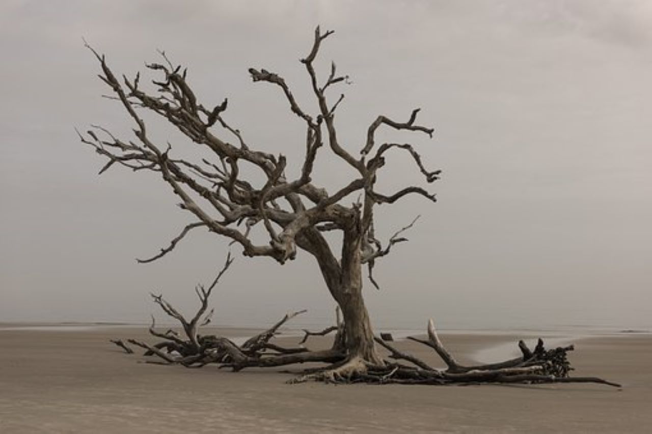 causa ondate di calore marine