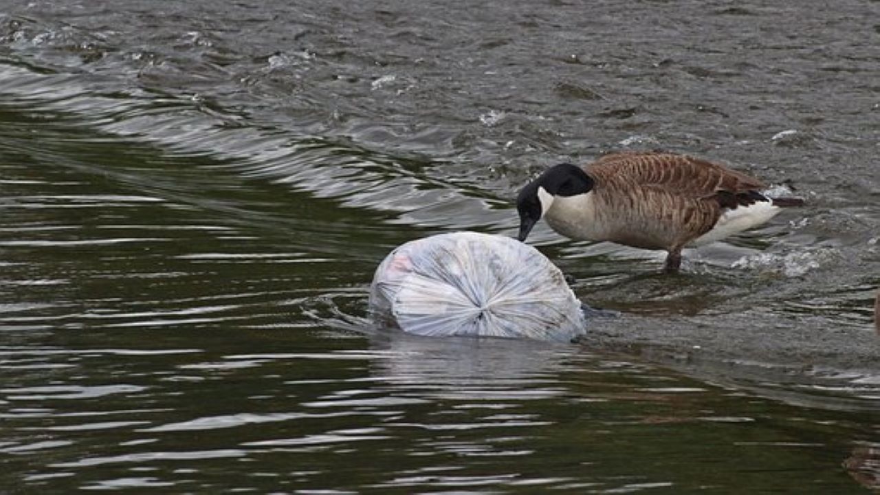 plastica in riva al fiume