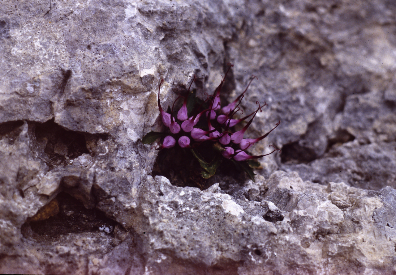 Raperonzolo di roccia