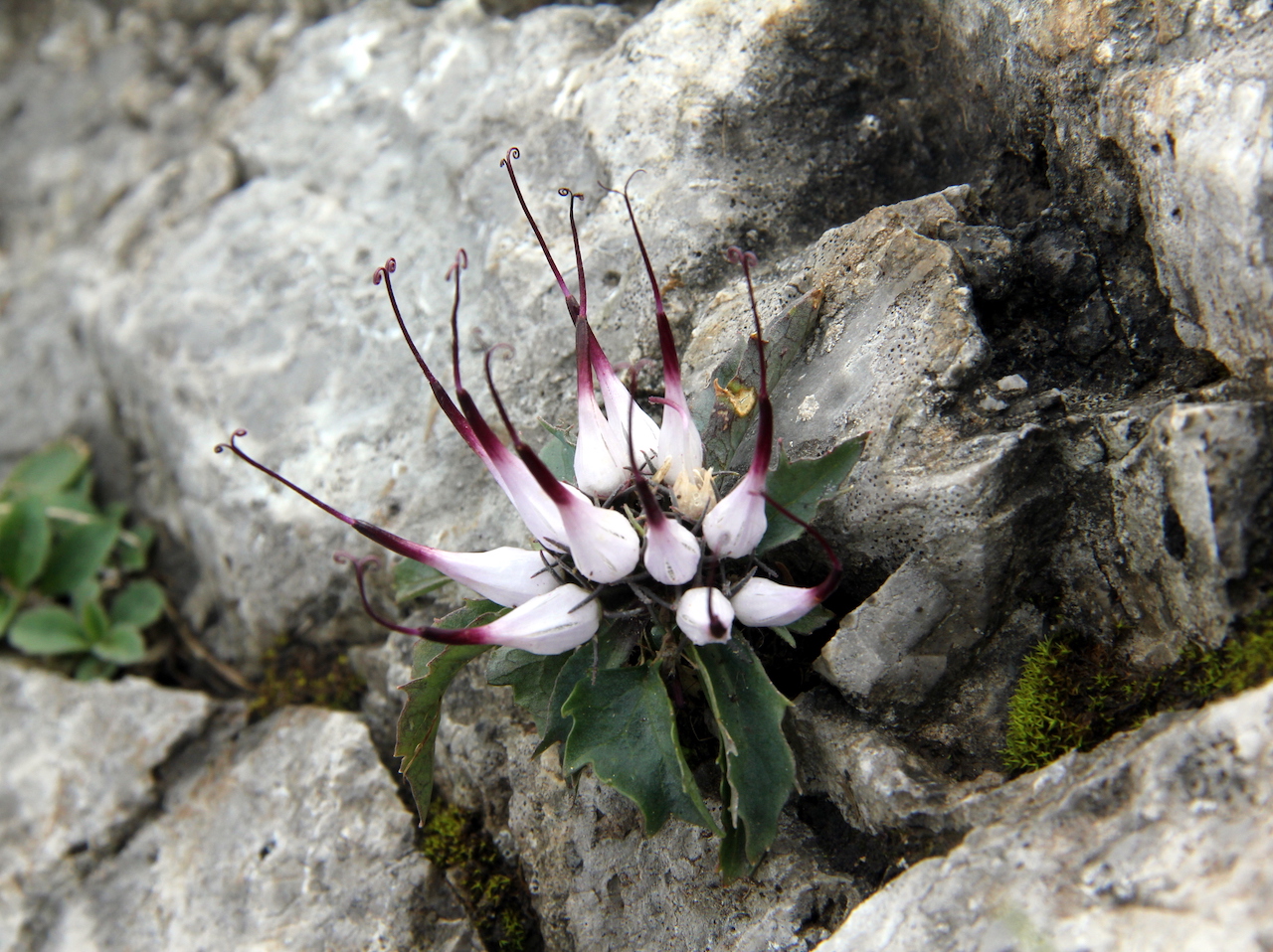 Raperonzolo di roccia in primo piano