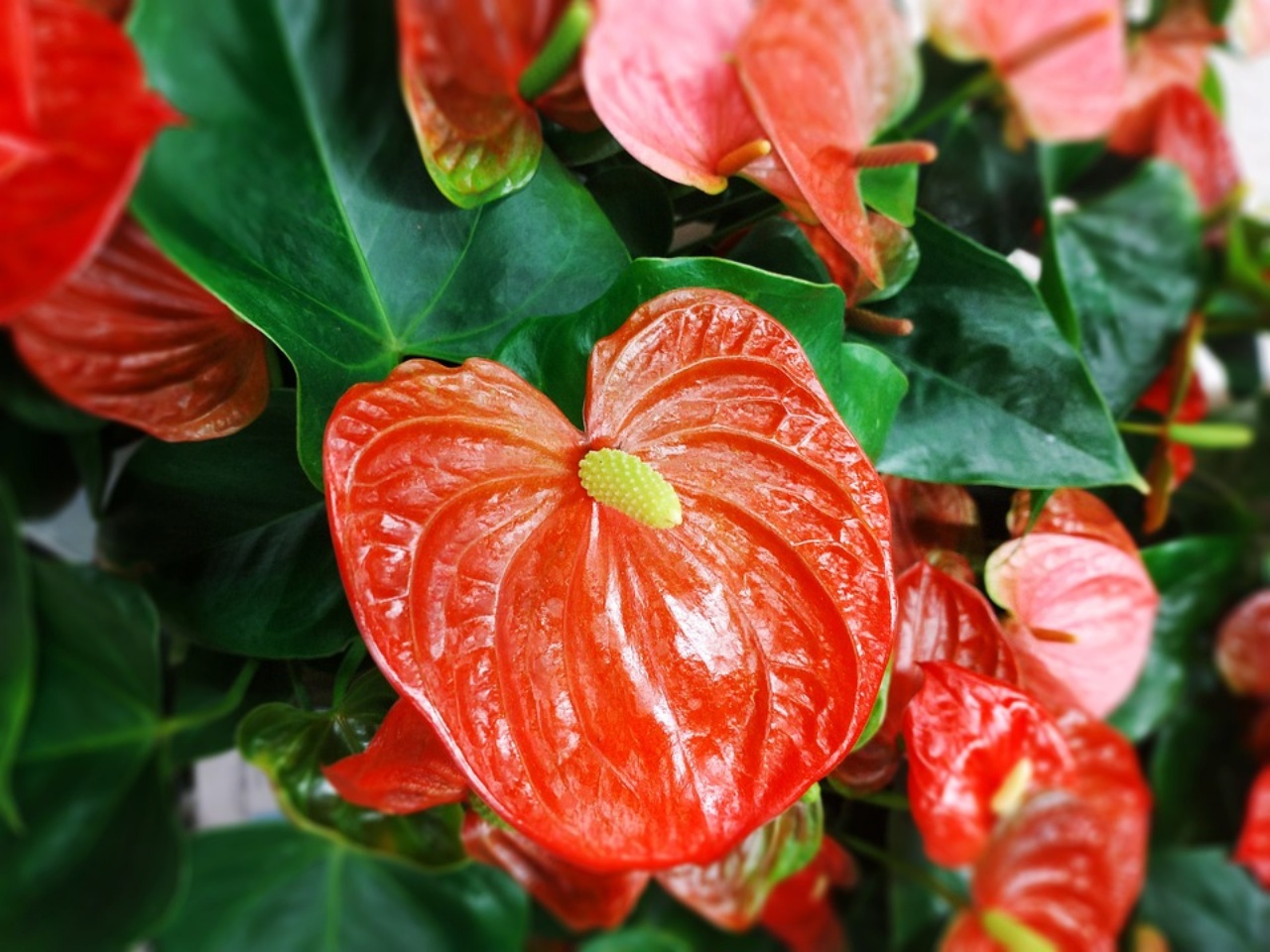 Anthurium, i segreti per la crescita di questa pianta