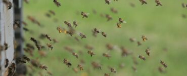 Sciame d'api in volo
