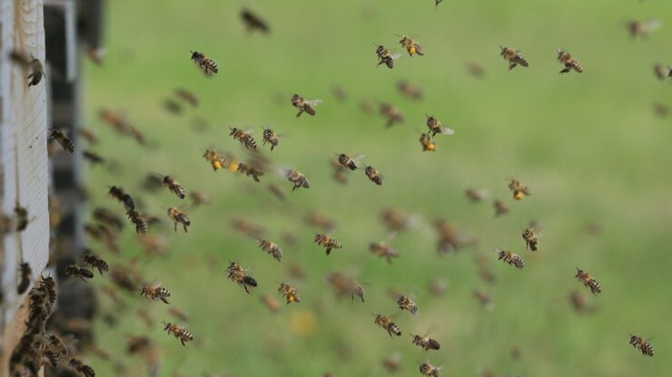 Sciame d'api in volo