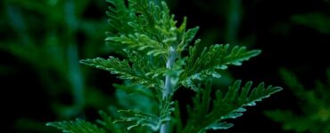 artemisia germoglio