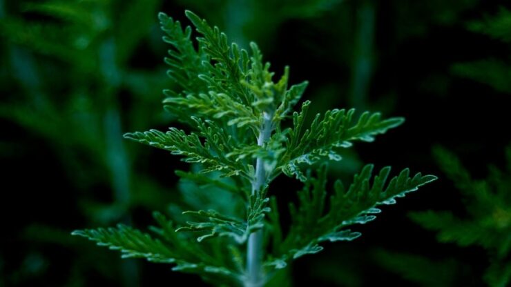 artemisia germoglio