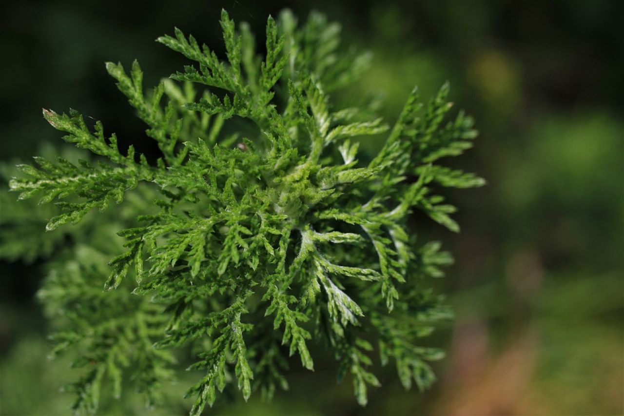 artemisia dettaglio