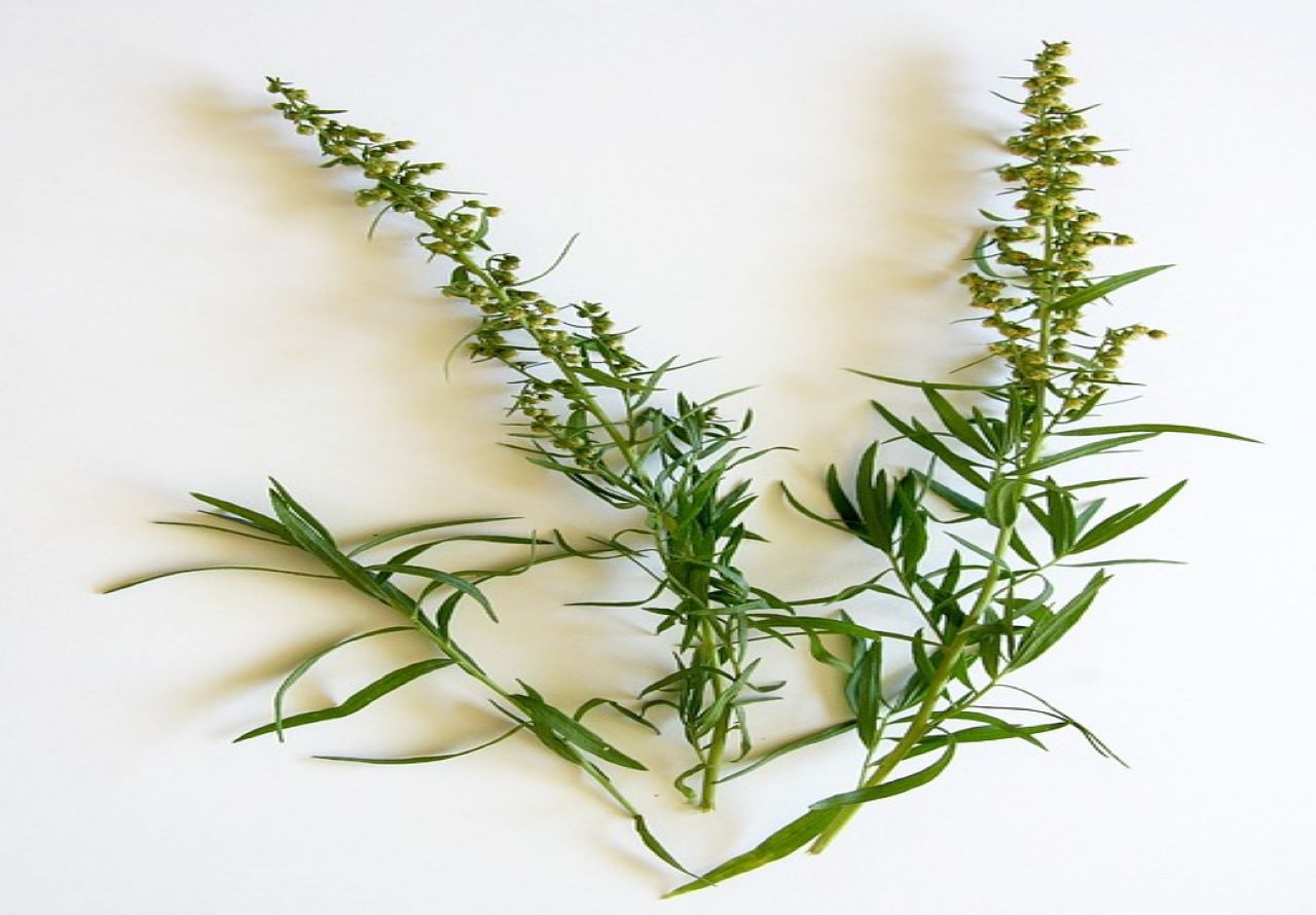 artemisia dragoncello