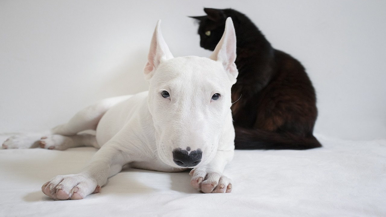 Bull terrier e gatto nero