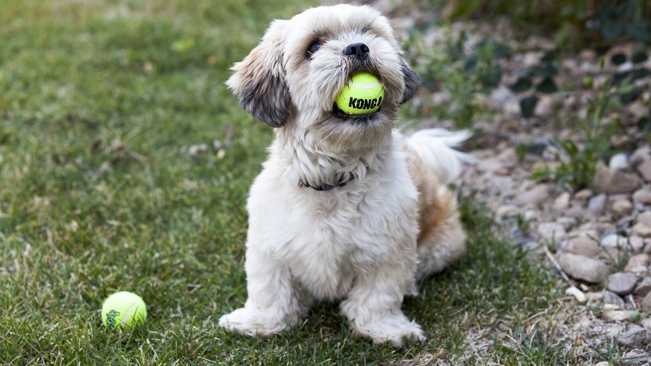 Cane gioca con le palline