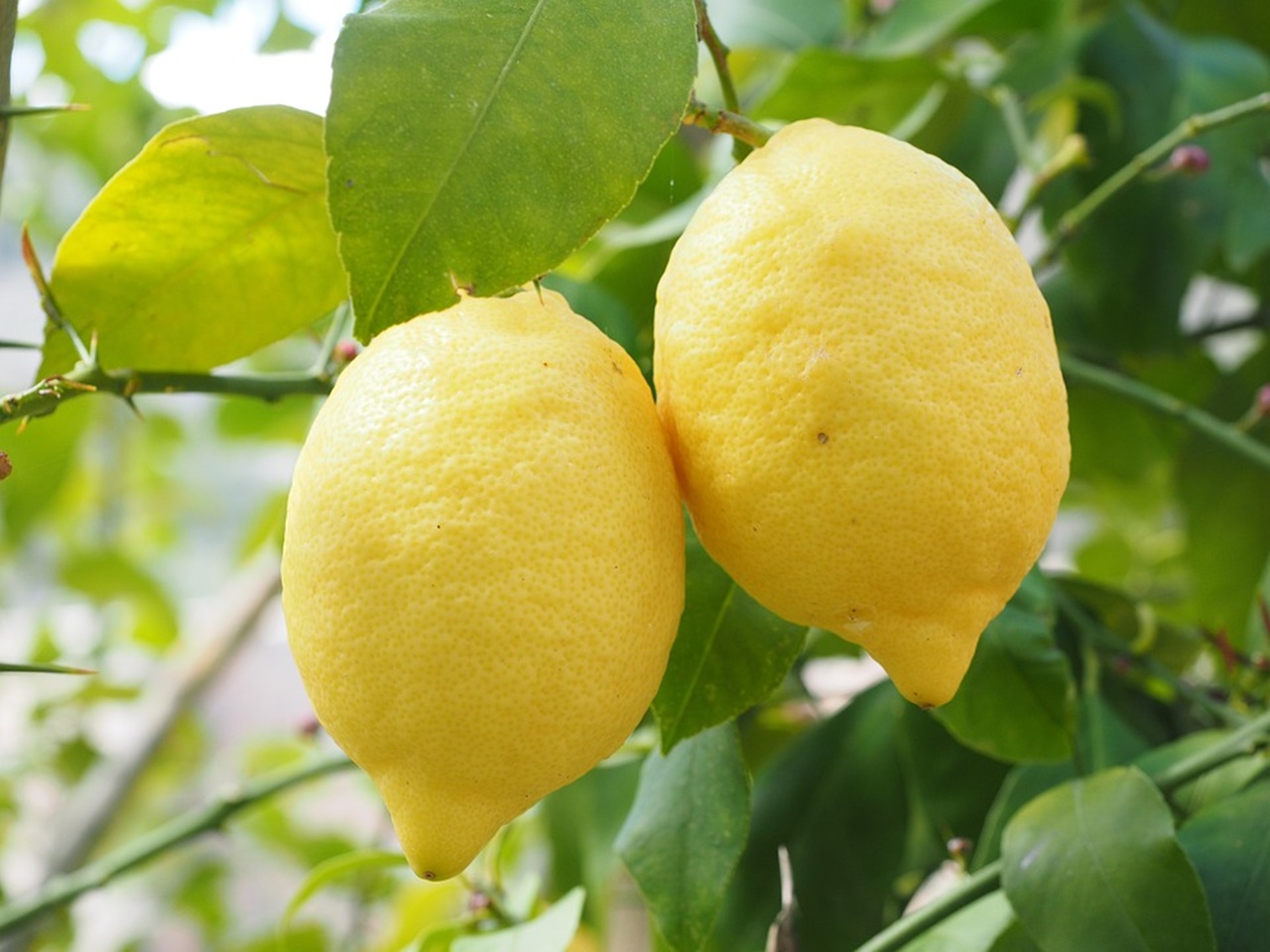 piante di limoni, come ottenerle dal frutto