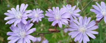 cicoria di campo, benefici e qualità