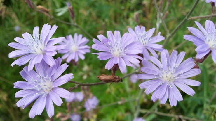 cicoria di campo, benefici e qualità