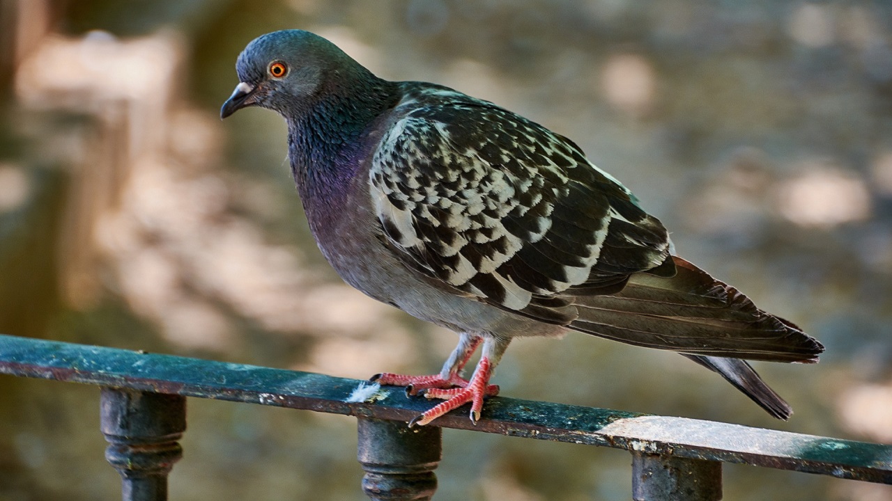 Piccione sul davanzale