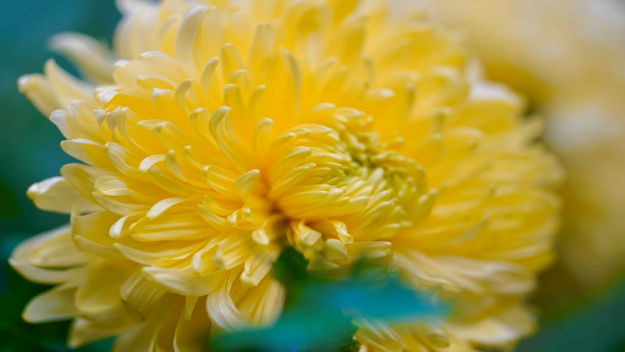 crisantemi gialli