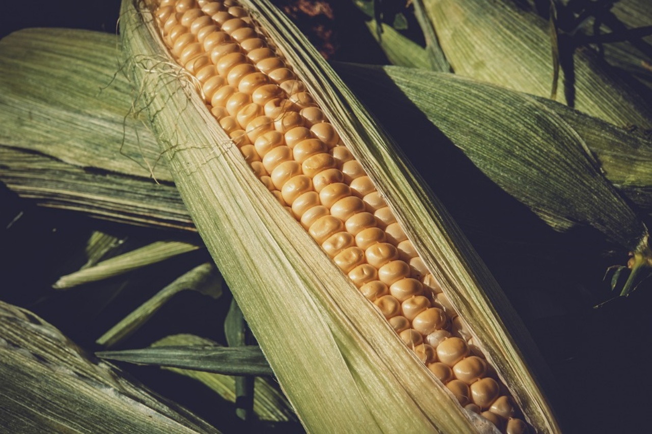 grano e granoturco, in cosa differiscono