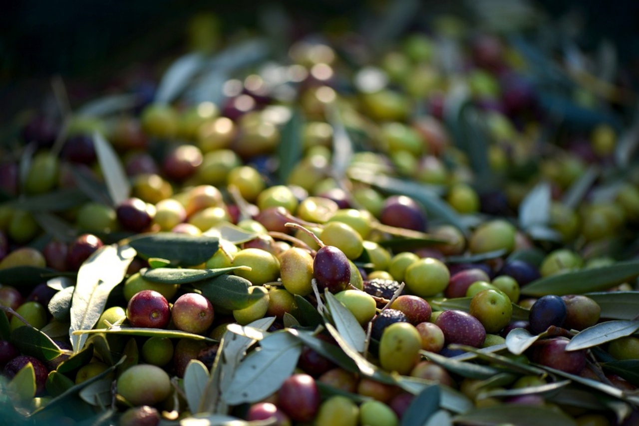 olio evo, riconoscere la miglior qualità