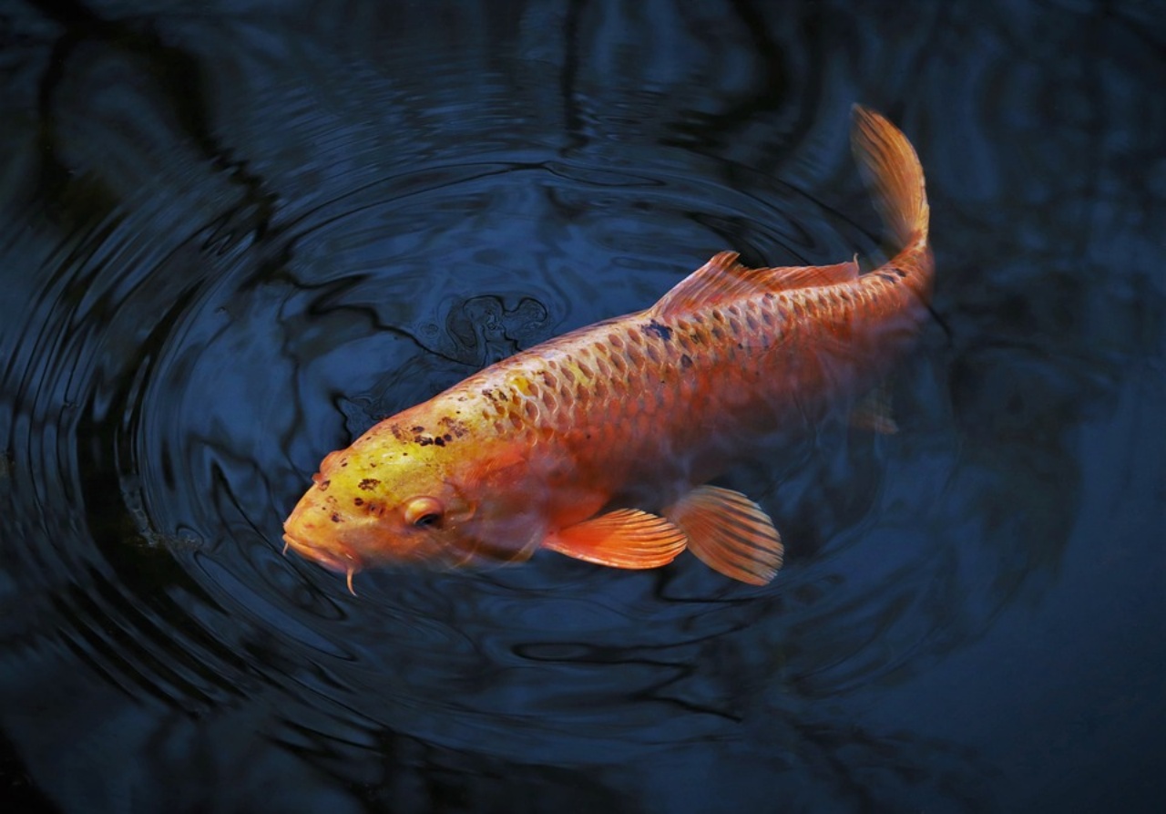 pesce, sceglierlo ecosostenibile