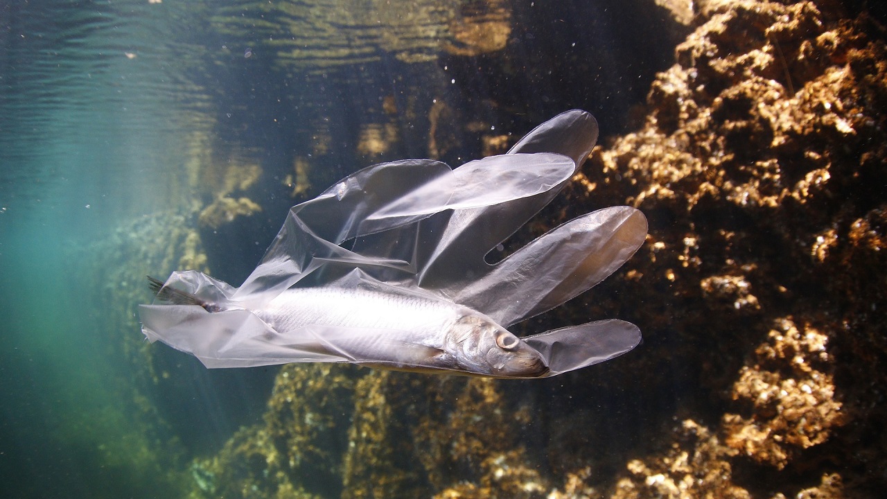 Pesce intrappolato nella plastica