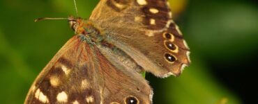 satiro dei nuraghi, la farfalla che vive in Sardegna