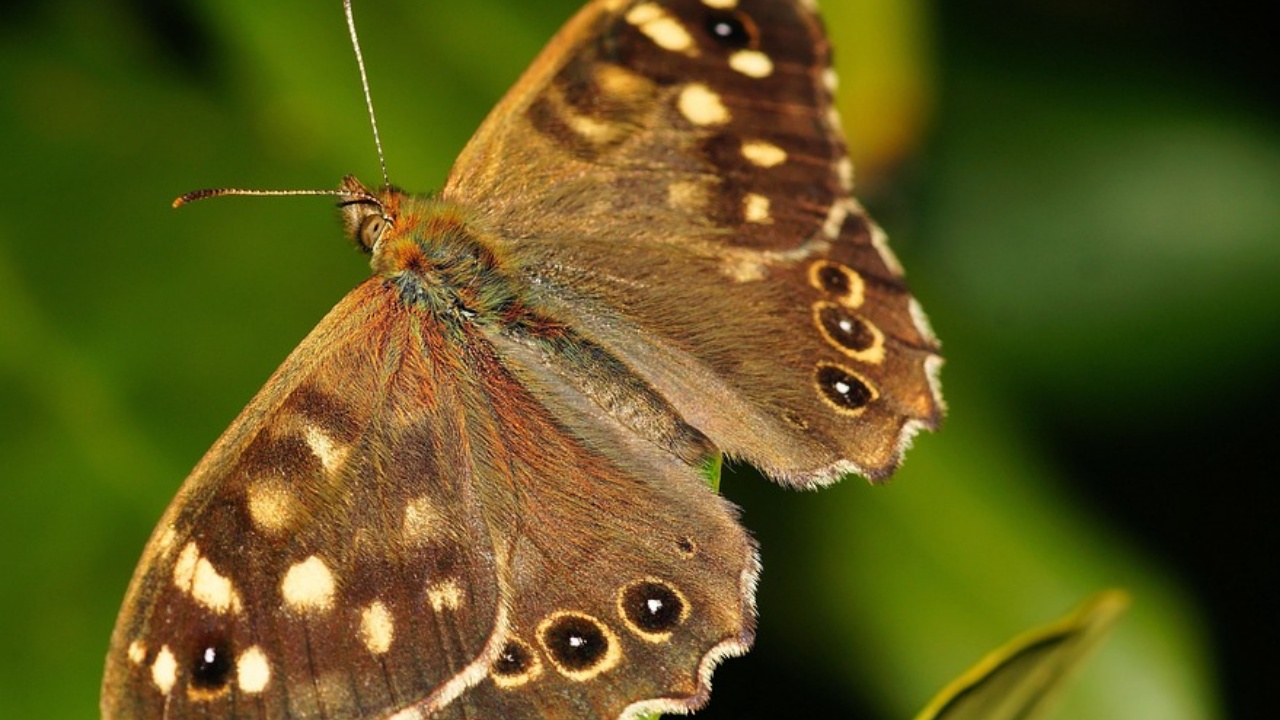 satiro dei nuraghi, la farfalla che vive in Sardegna