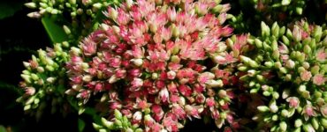 sedum rubrotinctum, pianta grassa molto resistente