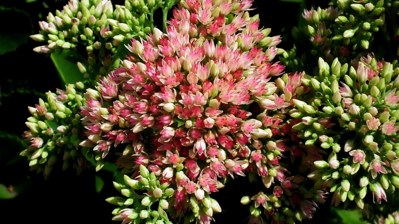 sedum rubrotinctum, pianta grassa molto resistente