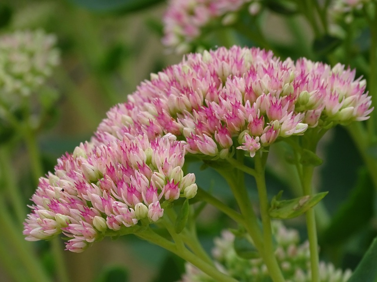 sedum rubrotinctum, pianta grassa molto resistente