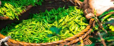 tè verde raccolta
